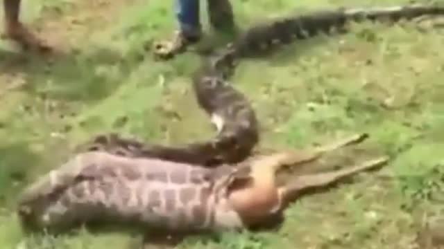 Big snake eating deer