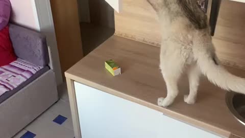 Clever Dog Rummages Through Kitchen