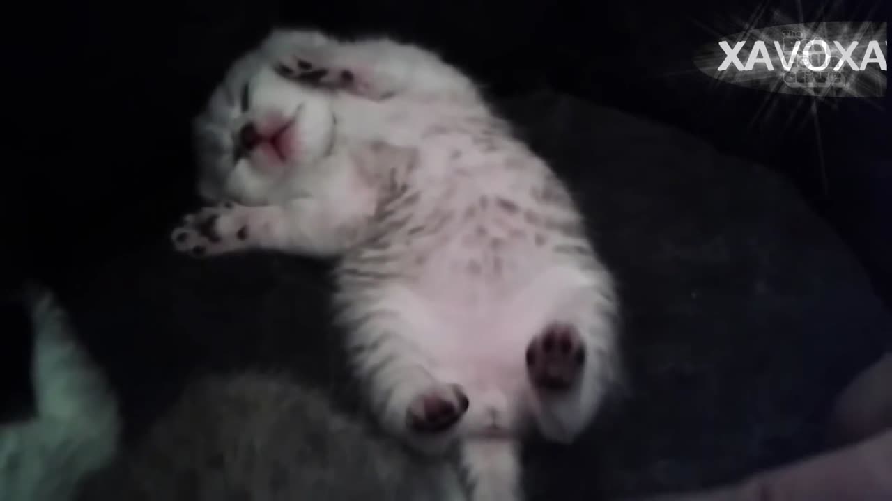 Cute & Funny Kittens Play & Get Sleepy to Ting Tang Walla Big Bang Song (Witchdoctor)