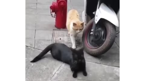 Cat caught cheating 🤣😉