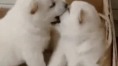 Is it nice?
