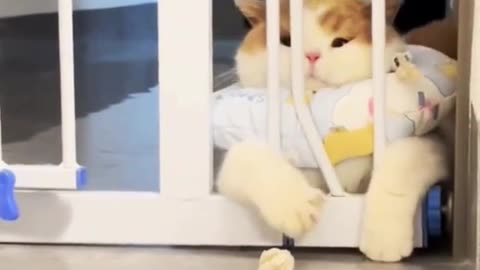 cute cat eating moment, how do you feel