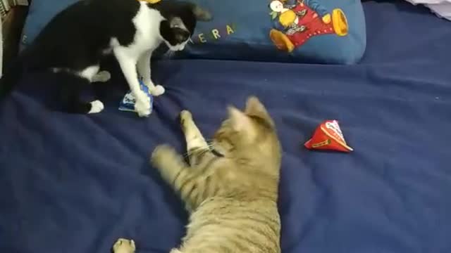 cat play