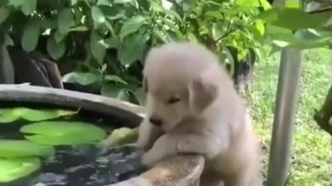 Cute baby animals