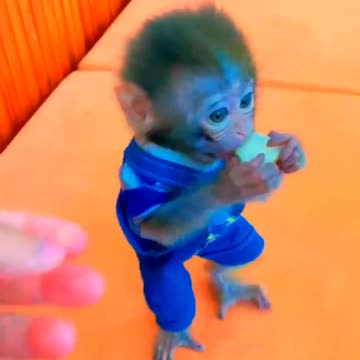 Adorable Monkeys, animal, monkey, pets, funny animals, baby monkey, lovely monkey #12