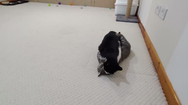 Cat Wrestling 4K