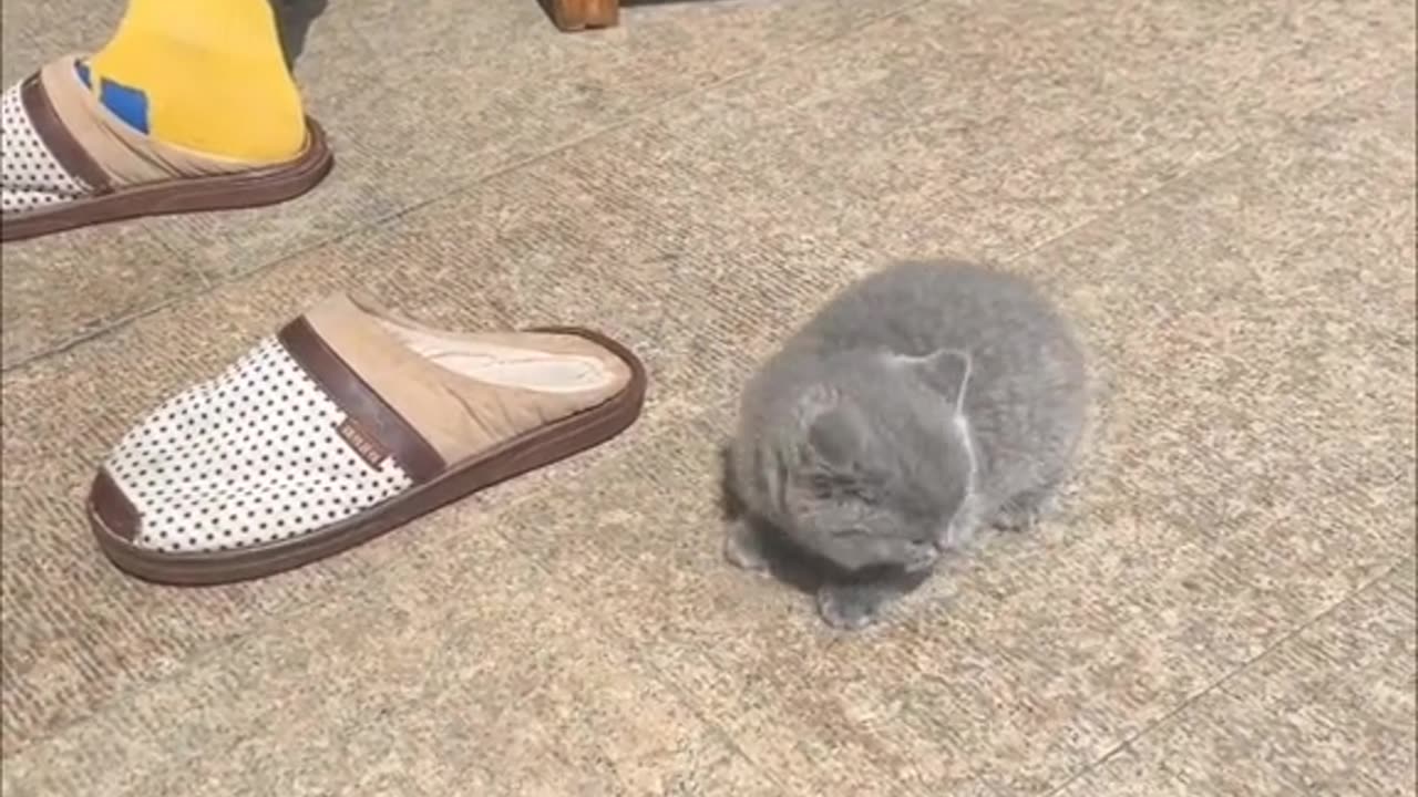 "Kitten Hilarities: The Ultimate Laughing Challenge!"