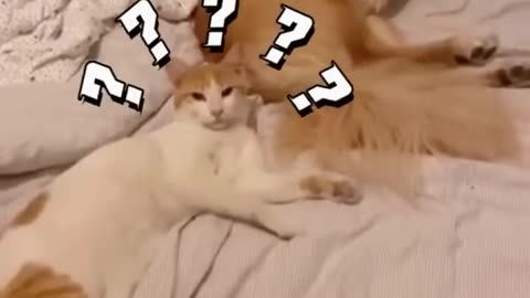 Funny cats videos