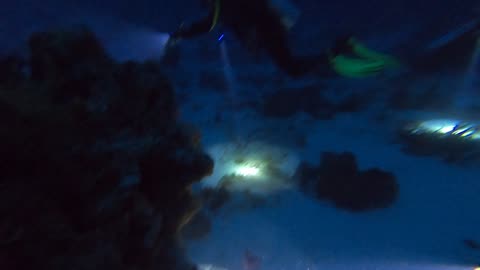 Cozumel 2023: Night group dive