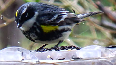 Yellow-rumped warbler