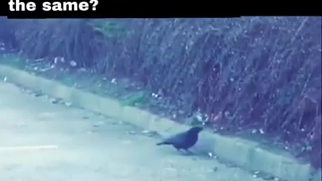 The Crow Fed The Hungry Mouse #shorts #viral #shortsvideo #video