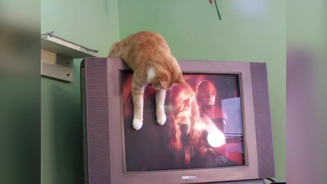 1 Hour Of Funniest Cats Videos That Will Make You Laugh