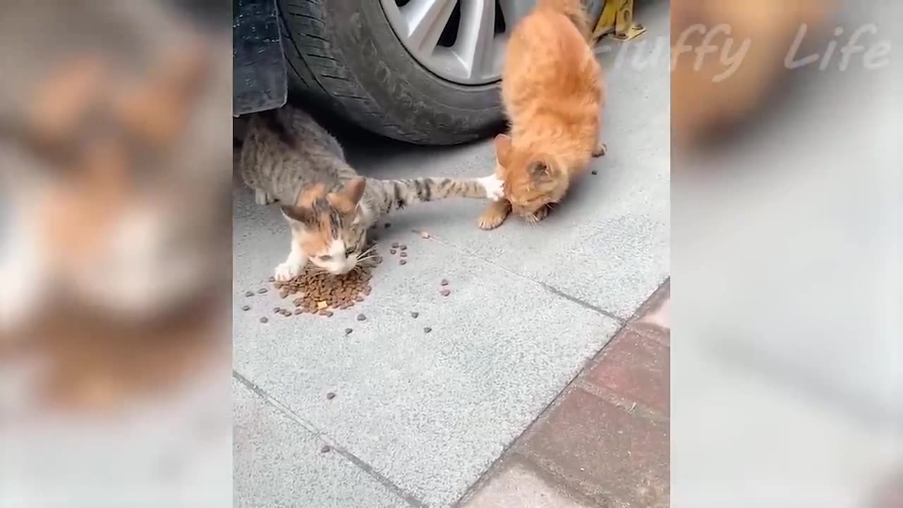 Funny Pets