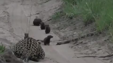 Cute and adorable animal behavior makes anyone happy to see it