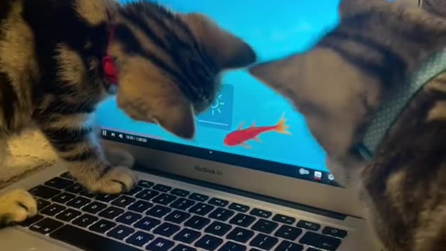 cat catch fish