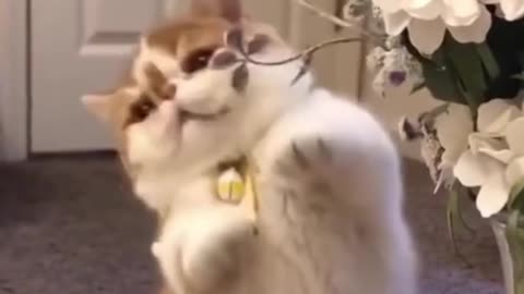 Funny Cats