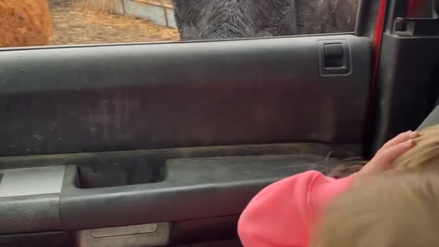 Twins Have Very Different Reaction to Cow