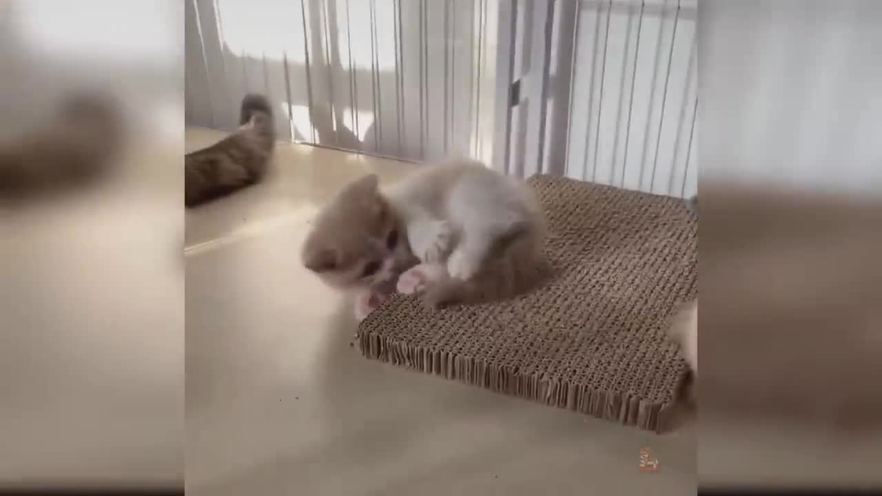 Funny cats video