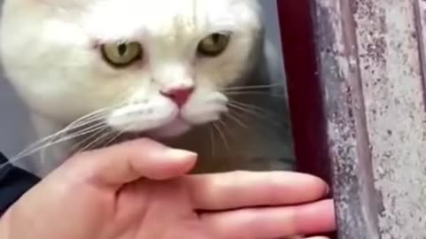 Funny animals moments