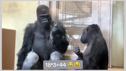 Funny Monkey Viral Video