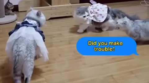 Funny White Cats