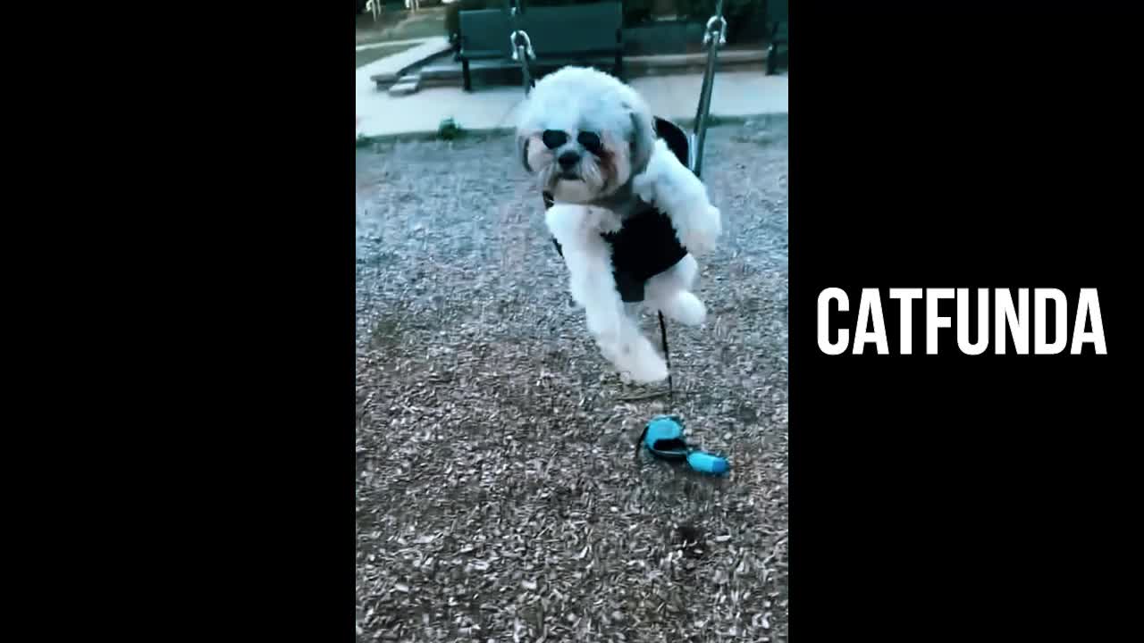 Funniest Animals Video - Funny Dogs And Cats - Try Not To Laugh Animals 2022