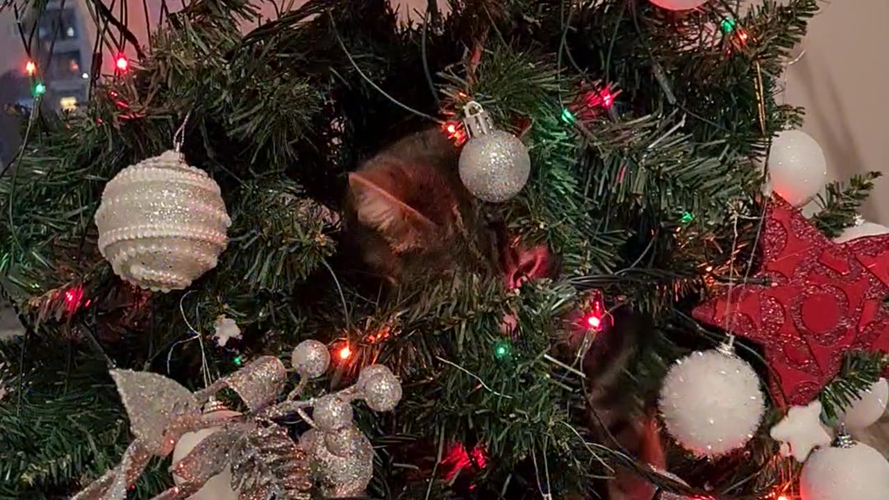 Cat Refuses to Leave Christmas Tree