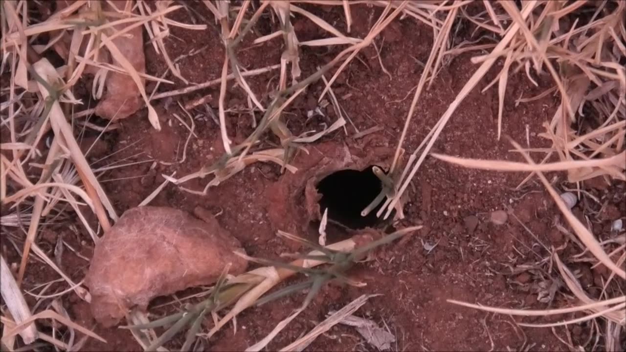 Wolf Spider Discovers The Power Of Ants