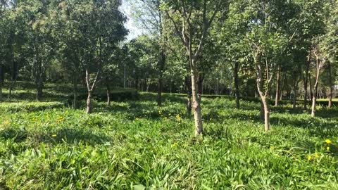 Butterflies chase their companions in the grass and fight with each other