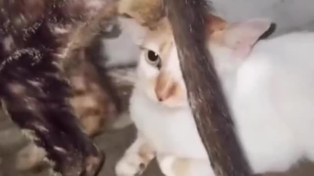 KUCING SUKA MAKAN BIJI BIJIAN