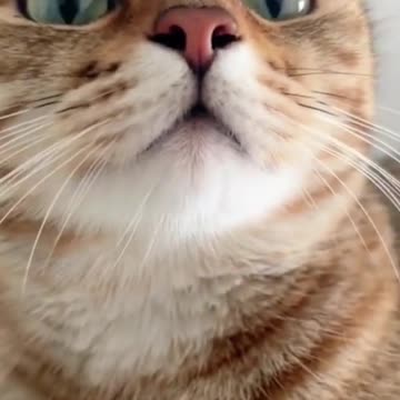 "For the love of whiskers and purrs, tag a fellow cat lover! 🐾❤️ #CatLoverConnection #WhiskerWonder"