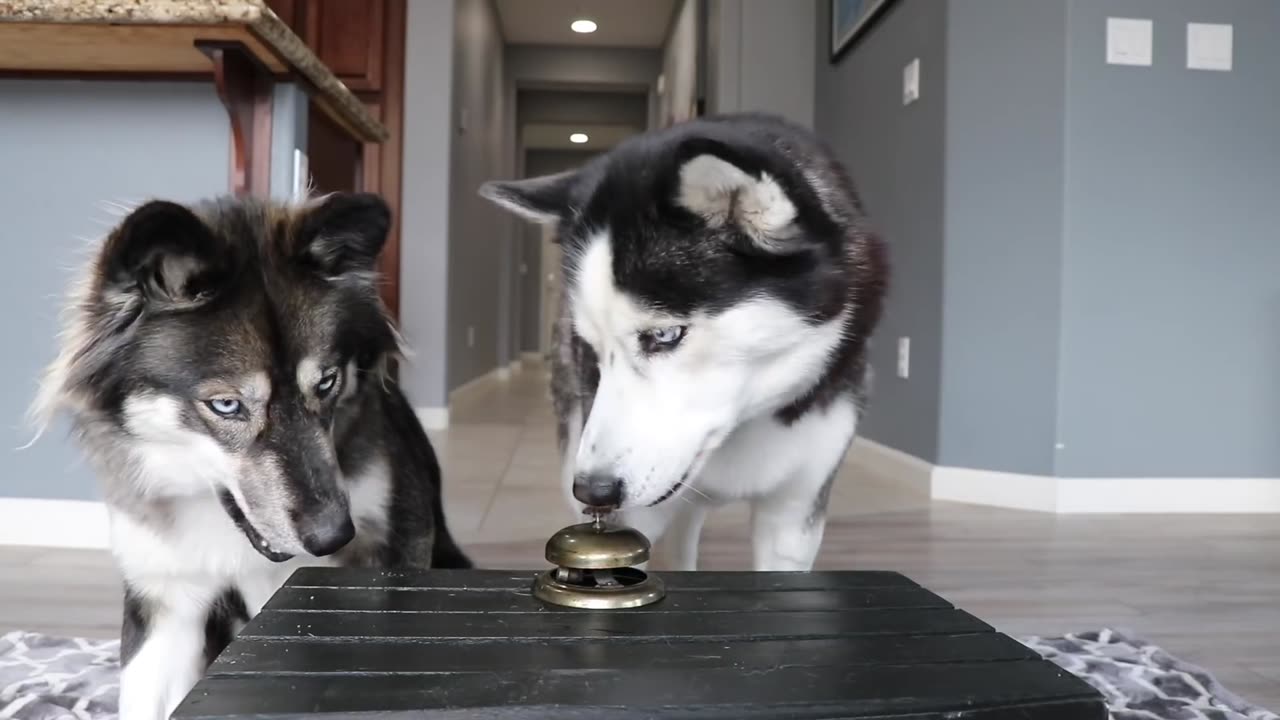 Ring the Bell, Get the Treat!