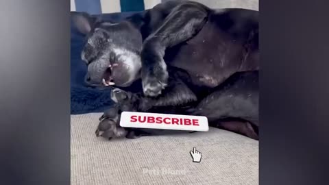 Funny Video