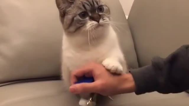 The cat that won't let me leave is so warm
