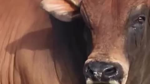 Crying Cow