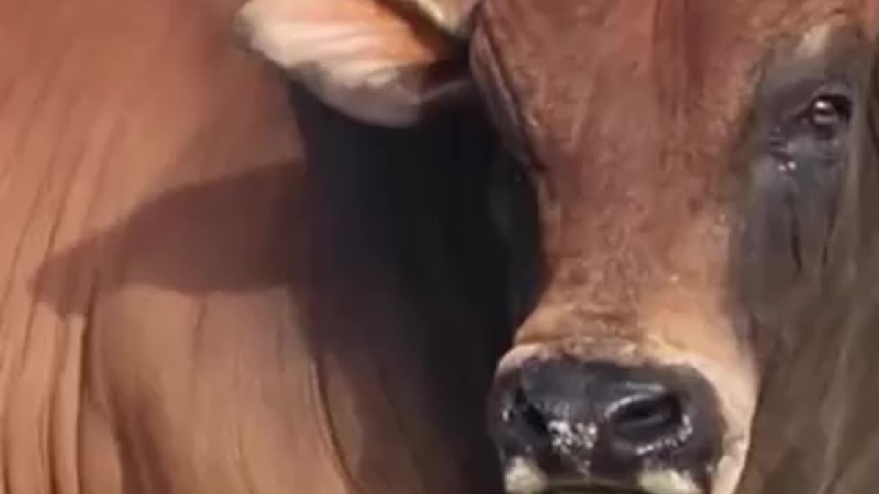 Crying Cow