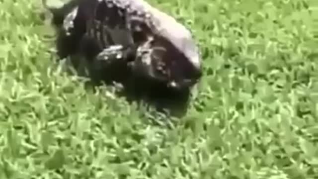 A strange and funny animal