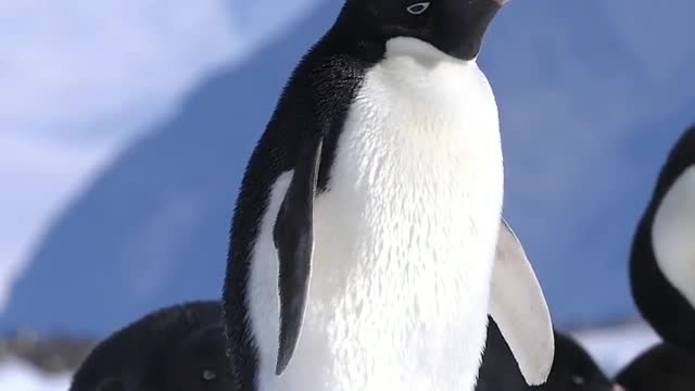 Adélie penguin shooting a poop bomb 💣 Its pose is like Marilyn Monroe. 💩