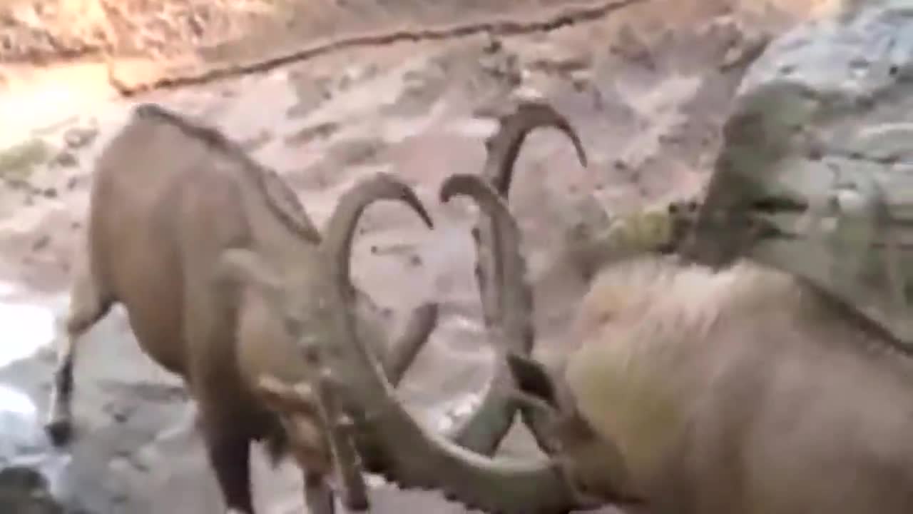 ¡¡¡ Estas CABRAS de montaña Desafían a la MUERTE !!!6