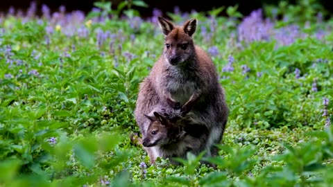 Animals in the wild