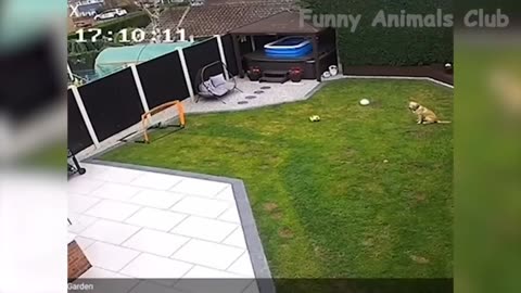 RONALDO DOG PLAYING FOOTBALL ⚽ | FUNNY ANIMALS VIDEO