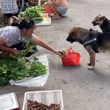 The dog knows how to go to the market