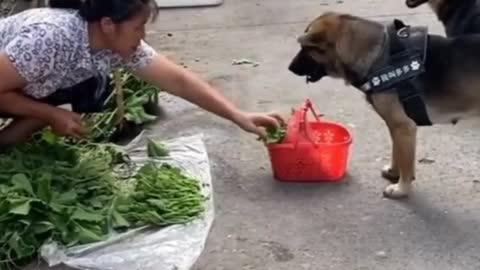 The dog knows how to go to the market