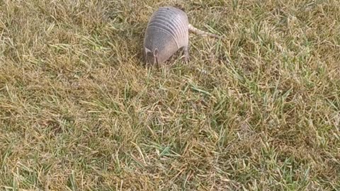 Armadillo