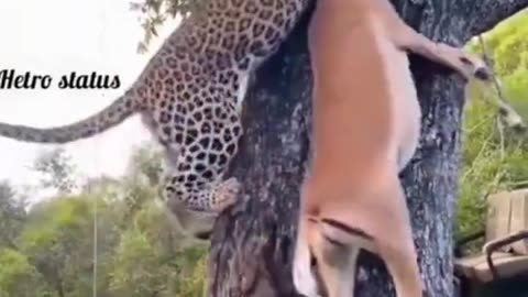 Cheetah attacks deer 😱