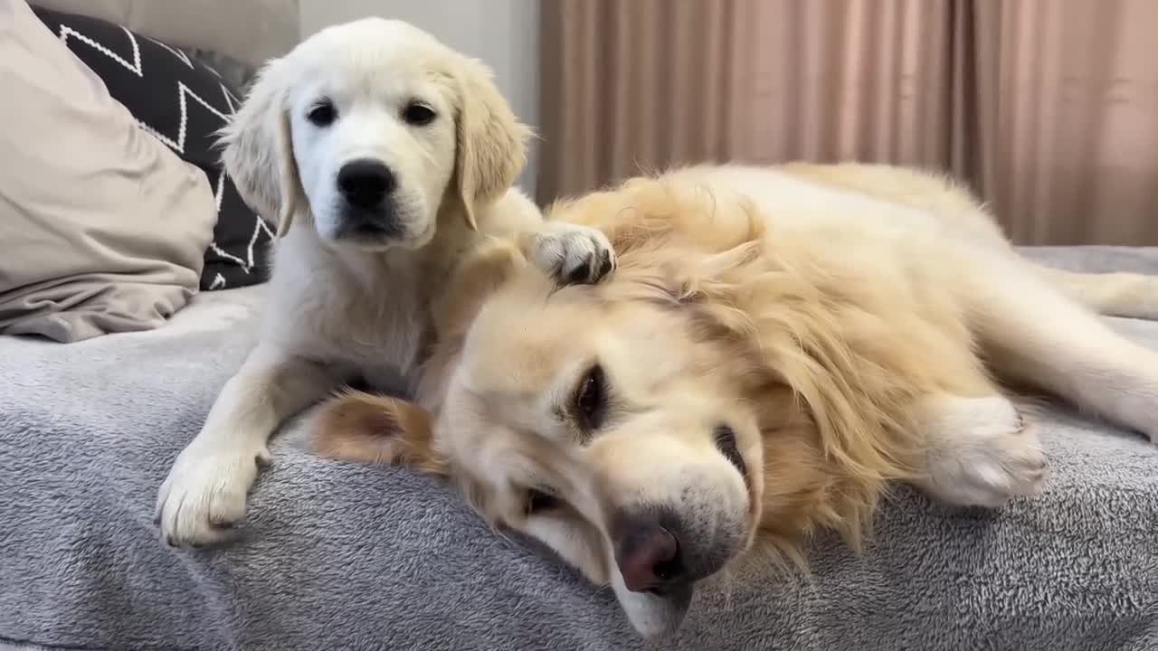 Puppy Loves Kisses with Golden Retriever