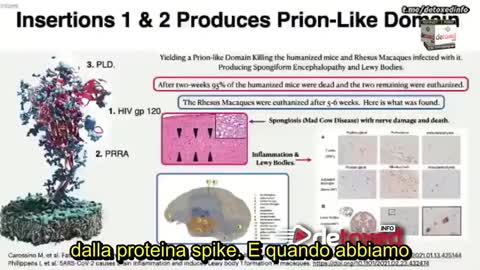 I danni della proteina Spike