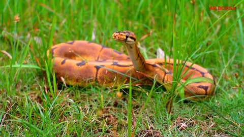 Relaxing Music | Sleeping, Meditation, Stress Relief | [1583] ⭐️