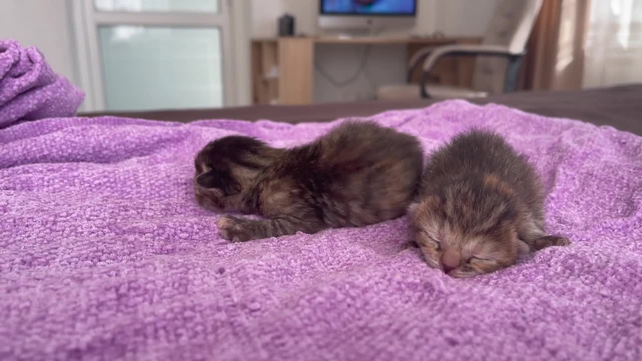 Cute Cat Reacts to Newborn Kittens for the First Time!