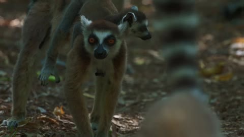 A Troop of Lemurs Use their Agility to Catch Cicadas 🪰 - Smithsonian Channel_2